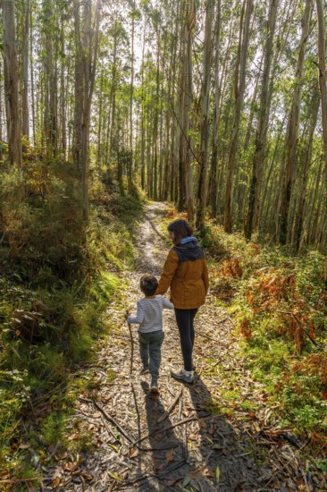 Mother and young child enjoying a peaceful walk along a sunlit dirt path covered in fallen leaves, holding hands through a tall eucalyptus forest in the basque country during autumn
