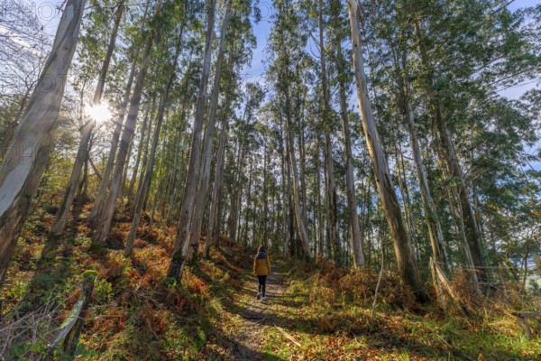 Person walking on a rural path through a towering eucalyptus forest in the basque country, sunlight filtering through the tall trees and illuminating the colorful autumn undergrowth