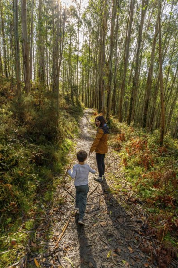 Mother and son are walking along a winding dirt path, exploring a vibrant eucalyptus forest with sunlight filtering through the tall trees, highlighting the lush green and autumnal foliage