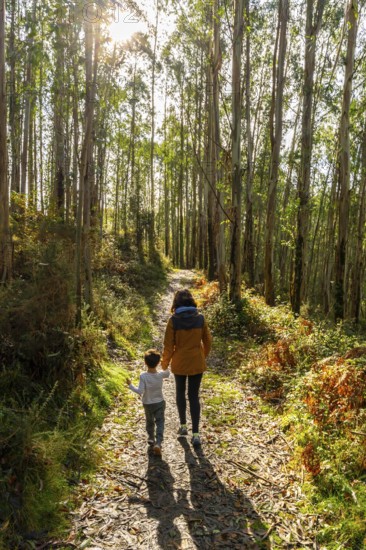 Mother and son enjoying family time, walking hand in hand on a sunlit forest path covered with fallen leaves, surrounded by tall eucalyptus trees in the basque country during autumn