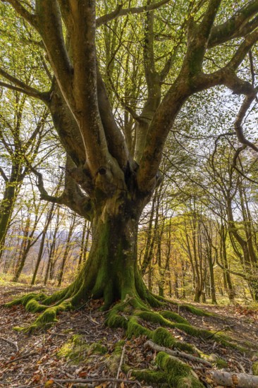 Old tree trunk covered with vibrant green moss, showcasing tangled roots on the forest floor, surrounded by vivid autumn foliage and natural woodland beauty in basque country