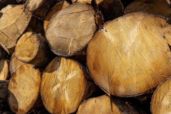 Stacked eucalyptus logs with visible growth rings and warm timber texture, close up of cross sections in a rural forestry setting, ready for milling or firewood processing