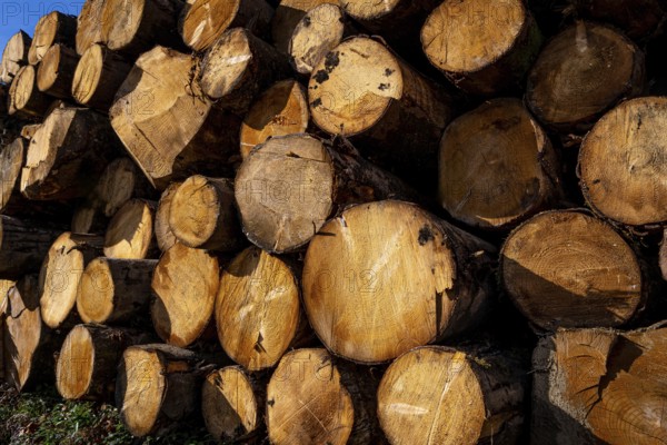 Eucalyptus logs neatly stacked in a large pile, highlighting the concepts of forestry, wood harvesting, lumber production, and the timber industry impacts on the environment