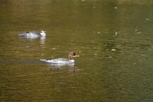 Goose sawers on a lake, autumn, Germany