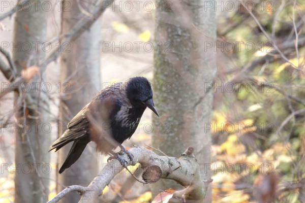 Crow on a tree, November, Germany