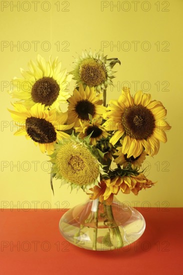 Picturesque still life with sunflowers in a vase, Germany