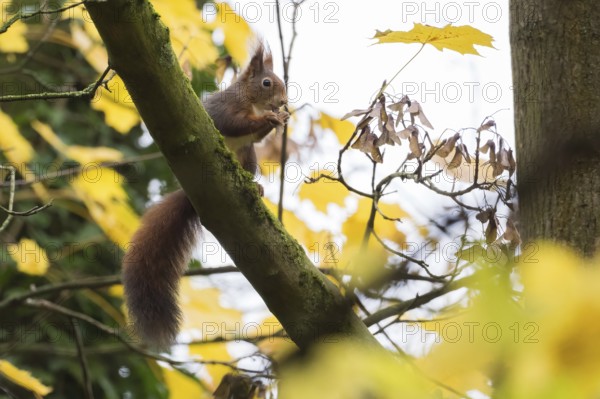 A squirrel (Sciurus vulgaris) sits on a branch surrounded by yellow autumn leaves, eating maple seeds, Hesse, Germany