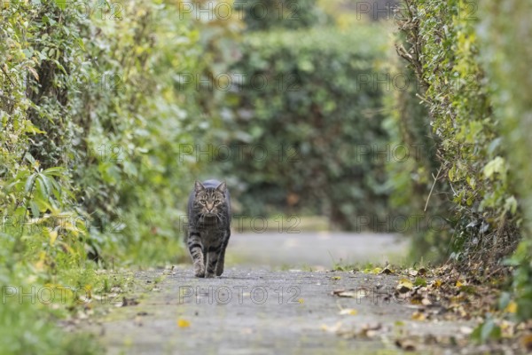 A house cat (Felis catus) runs along a paved path between tall hedges. The atmosphere is autumnal, Hesse, Germany