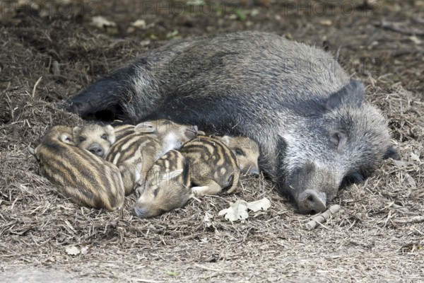 Wild boar (Sus scrofa) and piglets lying relaxed and secure on forest floor, Hesse, Germany