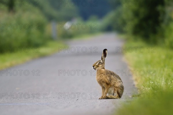 A hare (Lepus europaeus) sits alert on a path surrounded by thick vegetation, Hesse, Germany