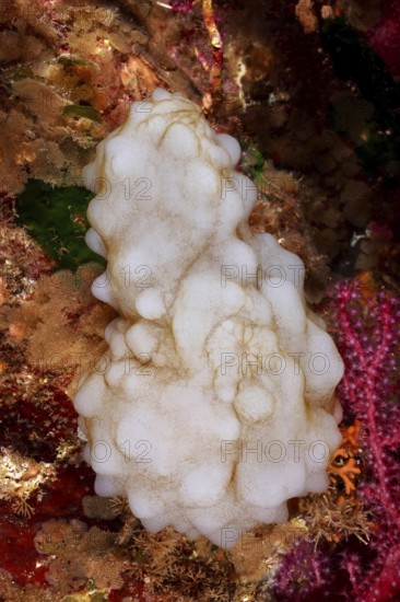 White sea silk (Phallusia mammillata) nestles against the colorful corals of the seabed in the Mediterranean near Hyères, Giens peninsula diving site, Porquerolles, Provence, Côte d'Azur, France