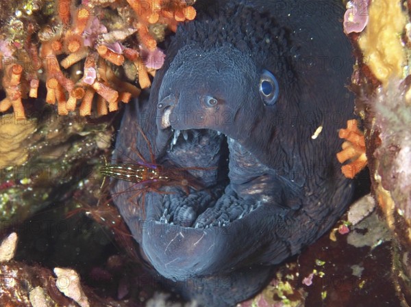 A Mediterranean cleaner shrimp (Lysmata seticaudata) cleans the wide open mouth of a Mediterranean moray eel (Muraena helena) in the Mediterranean near Hyères, Giens Peninsula diving site, Porquerolles, Provence, Côte d'Azur, France