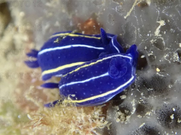 Two bright blue slugs with yellow stripes, Orsini star snail (Felimare orsinii), on a sea sponge in the Mediterranean near Hyères, Giens peninsula diving site, Porquerolles, Provence, Côte d'Azur, France
