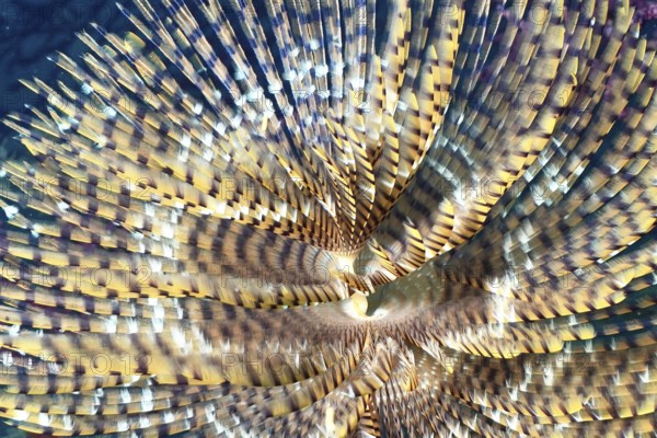 Close-up of a large sannworm pattern of screwsabelle (Sabella spallanzanii) with fascinating colors and details in the Mediterranean near Hyères, Giens peninsula diving site, Porquerolles, Provence, Côte d'Azur, France