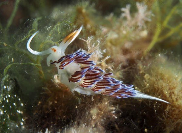 Thread snail with shimmering blue details, migratory thread snail (Cratena peregrina), on an overgrown seabed in the Mediterranean near Hyères, Giens peninsula diving site, Porquerolles, Provence, Côte d'Azur, France
