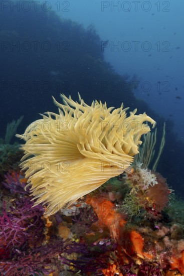 Underwater world with a glowing screw sabella (Sabella spallanzanii), tube worm, and colorful corals in a lively marine ecosystem in the Mediterranean near Hyères, Giens Peninsula dive site, Porquerolles, Provence, Côte d'Azur, France