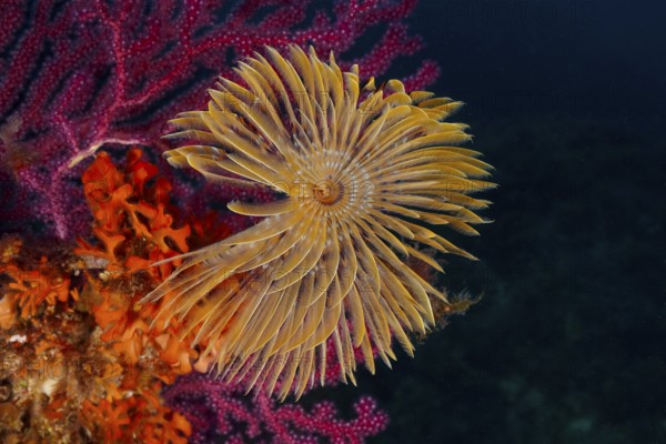 Colourful tube worm, screw sabelle (Sabella spallanzanii), above glowing corals in a detailed environment in the Mediterranean near Hyères, Giens peninsula diving site, Porquerolles, Provence, Côte d'Azur, France