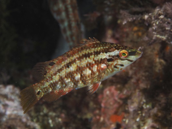 Brown-red peacock wrapfish (Symphodus tinca) in textured underwater environment, natural scene in the Mediterranean near Hyères, Giens peninsula diving site, Porquerolles, Provence, Côte d'Azur, France