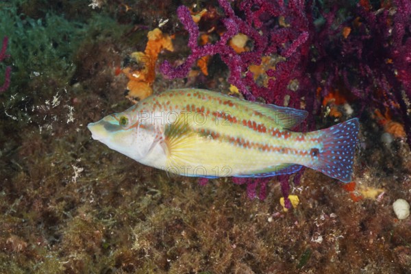 Colourful peacock wrapfish (Symphodus tinca) in front of bright soft corals and underwater plants in a natural environment in the Mediterranean near Hyères, Giens peninsula diving site, Porquerolles, Provence, Côte d'Azur, France