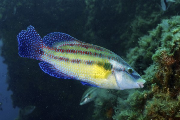 Vivid multicolored peacock wrapfish (Symphodus tinca) swims across green seabed in clear surroundings in the Mediterranean near Hyères, Giens Peninsula diving site, Porquerolles, Provence, Côte d'Azur, France