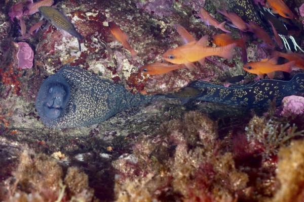 Mediterranean moray eel (Muraena helena) and orange fish, mullet king (Apogon imberbis), in a lively underwater reef in the Mediterranean near Hyères, Giens peninsula diving site, Porquerolles, Provence, Côte d'Azur, France