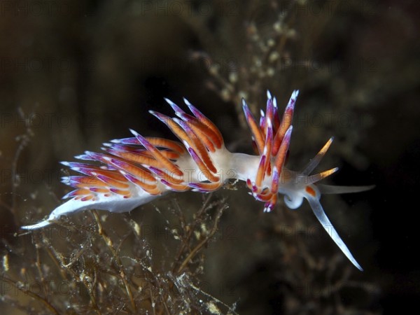 Colourful nudibranch with glowing tentacles, migratory snail (Cratena peregrina), in a dark, marine environment in the Mediterranean near Hyères, Giens peninsula diving site, Porquerolles, Provence, Côte d'Azur, France