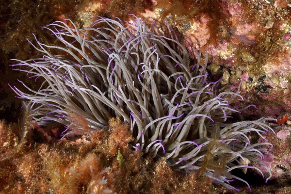 Purple wax rose (Anemonia sulcata) with long tentacles surrounded by colorful algae in the Mediterranean near Hyères, Giens peninsula diving site, Porquerolles, Provence, Côte d'Azur, France