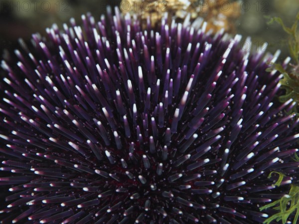 Purple sea urchin (Sphaerechinus granularis) with long, pointed spines in an underwater environment in the Mediterranean near Hyères, Giens peninsula diving site, Porquerolles, Provence, Côte d'Azur, France