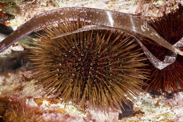 A sea urchin, rock sea urchin (Paracentrotus lividus) with long, thin spines between seaweed and plants in the Mediterranean near Hyères, Giens peninsula diving site, Porquerolles, Provence, Côte d'Azur, France