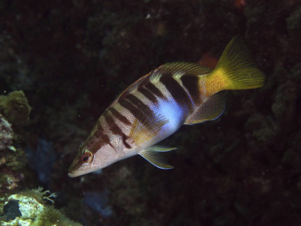 A striped bass (Serranus scriba) swims in the clear water of a marine environment in the Mediterranean near Hyères, Giens peninsula diving site, Porquerolles, Provence, Côte d'Azur, France