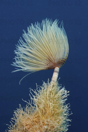 A fanworm with filigree structures, screwsabelle (Sabella spallanzanii), against a deep blue background in the Mediterranean near Hyères, Giens peninsula diving site, Porquerolles, Provence, Côte d'Azur, France