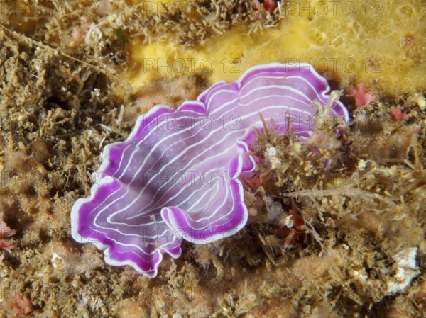 Pink-purple variable flatworm (Prostheceraeus giesbrechtii) with wavy stripes on a seabed in the Mediterranean near Hyères, Giens peninsula diving site, Porquerolles, Provence, Côte d'Azur, France