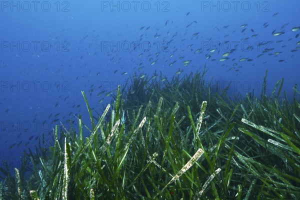 School of fish over an area of seagrass, Neptune grass (Posidonia oceanica), in a blue underwater world in the Mediterranean near Hyères, Giens peninsula diving site, Porquerolles, Provence, Côte d'Azur, France