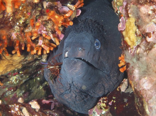 A Mediterranean cleaner shrimp (Lysmata seticaudata) cleans a Mediterranean moray (Muraena helena) in the Mediterranean near Hyères, Giens peninsula diving site, Porquerolles, Provence, Côte d'Azur, France