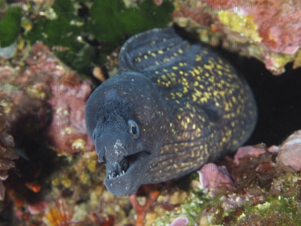 Mediterranean moray (Muraena helena) with open mouth hidden in the reef in the Mediterranean near Hyères, Giens peninsula diving site, Porquerolles, Provence, Côte d'Azur, France
