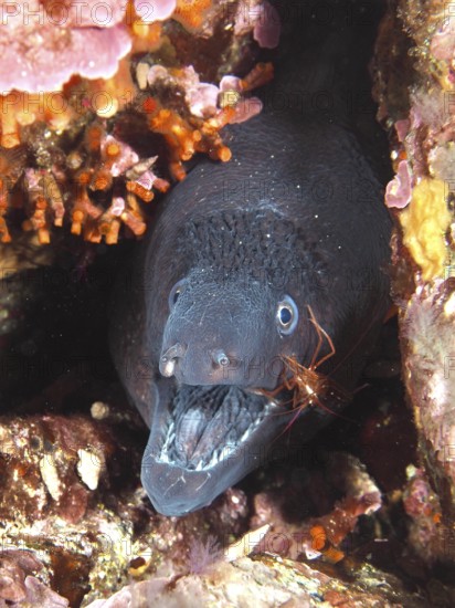 Mediterranean moray (Muraena helena) with visible teeth and Mediterranean cleaner shrimp (Lysmata seticaudata) in a lively underwater landscape in the Mediterranean near Hyères, Giens peninsula diving site, Porquerolles, Provence, Côte d'Azur, France