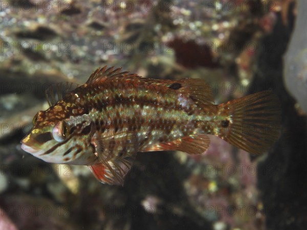 Brown-red peacock wrapfish (Symphodus tinca) well camouflaged in its natural underwater landscape in the Mediterranean near Hyères, Giens peninsula diving site, Porquerolles, Provence, Côte d'Azur, France