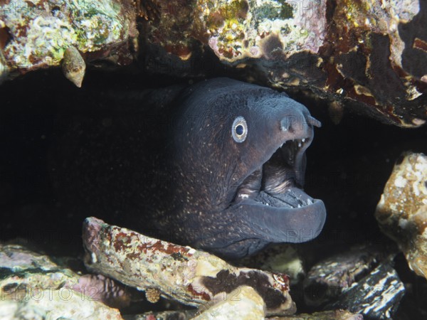 Mediterranean moray (Muraena helena) opens its mouth in a rocky hideaway in the Mediterranean near Hyères, Giens peninsula diving site, Porquerolles, Provence, Côte d'Azur, France