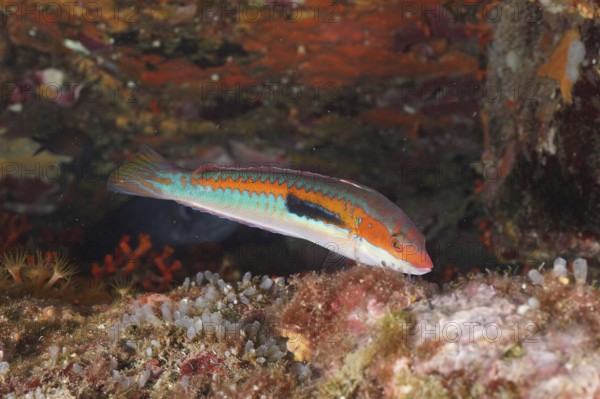Colourful merjunker (Coris julis) swims close to rocks in an underwater landscape in the Mediterranean near Hyères, Giens peninsula diving site, Porquerolles, Provence, Côte d'Azur, France