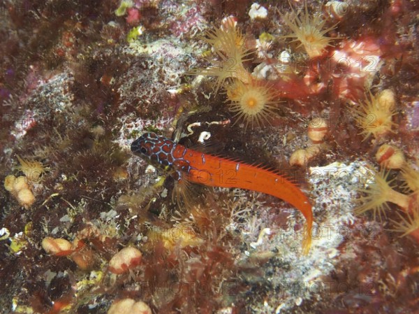 Vivid orange fish, dwarf pointed hagfish (Tripterygion melanurus), in a colorful reef in the Mediterranean near Hyères, Giens peninsula diving site, Porquerolles, Provence, Côte d'Azur, France
