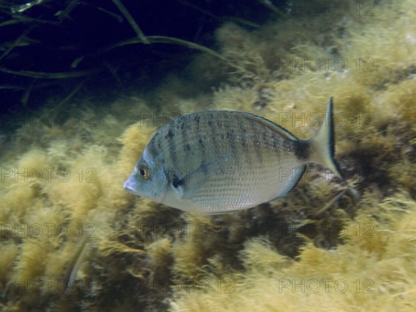 A single fish, roast bream (Diplodus puntazzo), swims among algae in calm, clear water in the Mediterranean near Hyères, Giens peninsula diving site, Porquerolles, Provence, Côte d'Azur, France