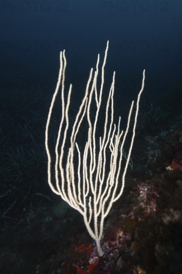 White, filigree coral species, white gorgonia (Eunicella singularis) in the Mediterranean near Hyères, Giens peninsula diving site, Porquerolles, Provence, Côte d'Azur, France