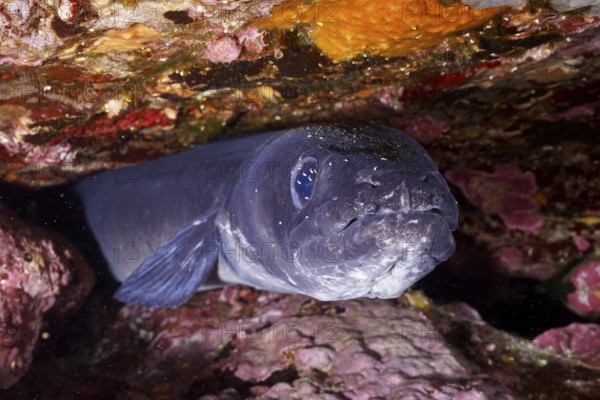 Sea eel (Conger conger) hides in a rock niche under water in the Mediterranean near Hyères, Giens peninsula diving site, Porquerolles, Provence, Côte d'Azur, France