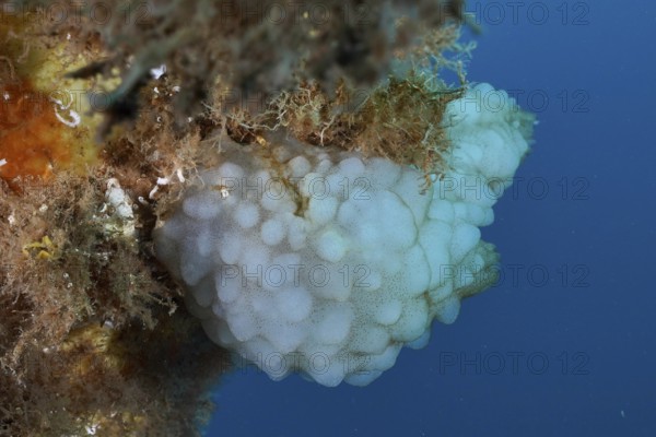 White sea crayon (Phallusia mammillata) on a sea slope surrounded by seaweed in the Mediterranean near Hyères, Giens peninsula diving site, Porquerolles, Provence, Côte d'Azur, France
