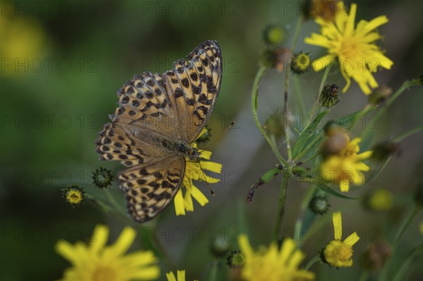 Imperial mantle or silver line (Argynnis paphia) on yellow dandelion flowers, Sweden