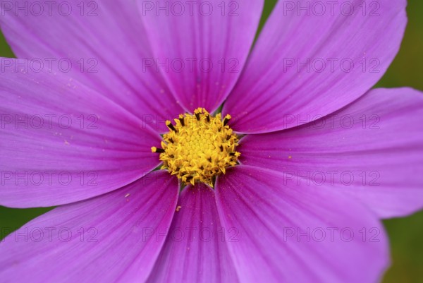 Jewellery basket, feathery flower or cosmetic (Cosmos bipinnatus syn. Cosmea bipinnata), Germany