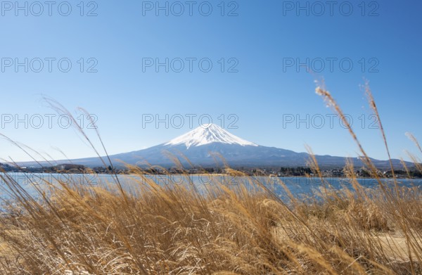Dry reeds on the shores of Lake Kawaguchi with volcano Mt. Fuji, Yamanashi Prefecture, Japan