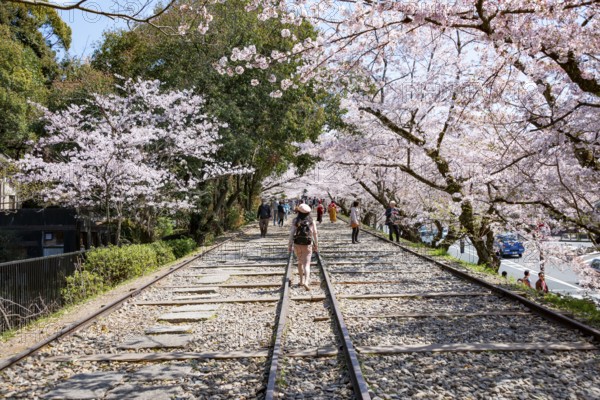 Keage Incline, Old Tracks, Blooming Cherry Trees on Disused Tracks, Hanami, Cherry Blossoms in Spring, Kyoto, Japan
