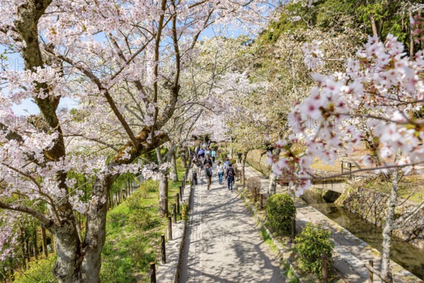Footpath along a canal, cherry blossoms in spring, Philosopher's Path or Tetsugaku no michi, Kyoto, Japan