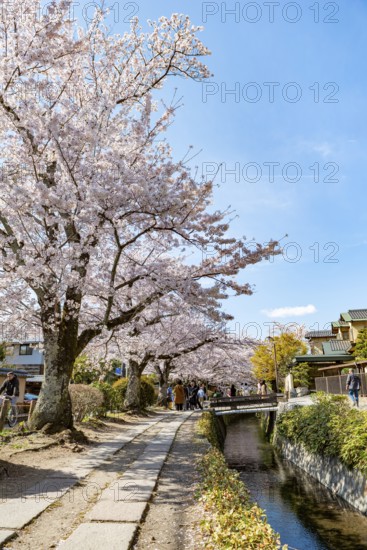 Footpath along a canal, cherry blossoms in spring, Philosopher's Path or Tetsugaku no michi, Kyoto, Japan